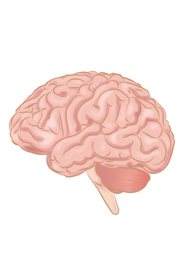 Human brain medical illustration