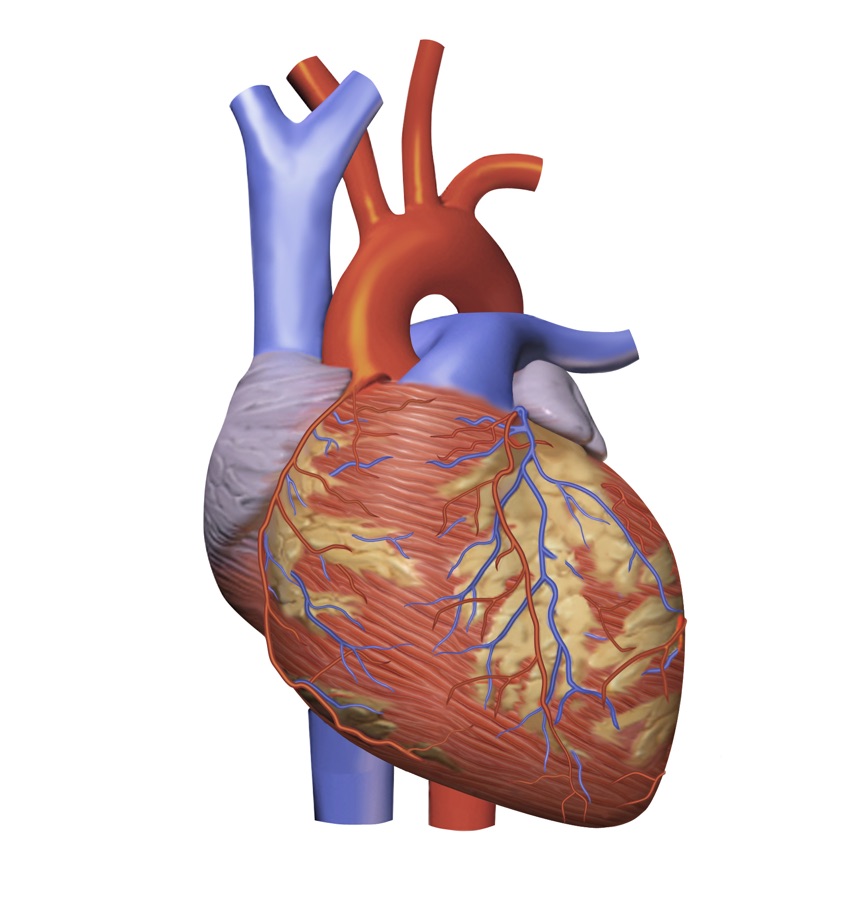 Human heart medical illustration